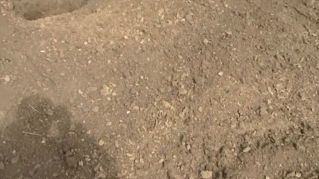 Подготовка к посадке саженцев винограда КФХ Махотка смотреть онлайн