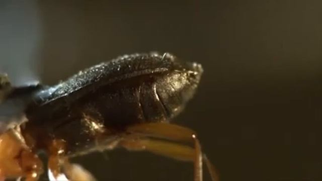 Удивительные факты о животных нашей планеты. смотреть онлайн