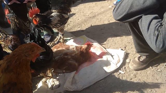 Кызыл-Кыя ТООК-БАЗАР 13.09.20 смотреть онлайн