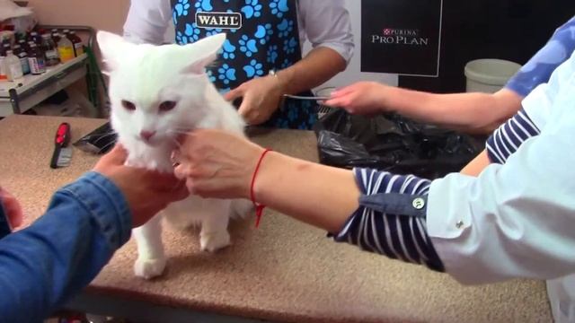 Как подстричь КОТА? МОй кот КОКОС! Едем к грумеру /ВЛОГ смотреть онлайн