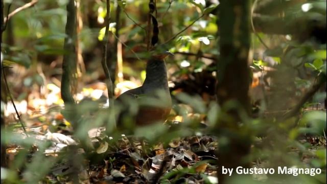 Jaó-do-sul, Crypturellus noctivagus, Yellow-legged Tinamou смотреть онлайн