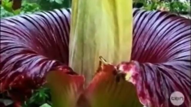 Amorphophallus titanum grown in Australian Backyard смотреть онлайн
