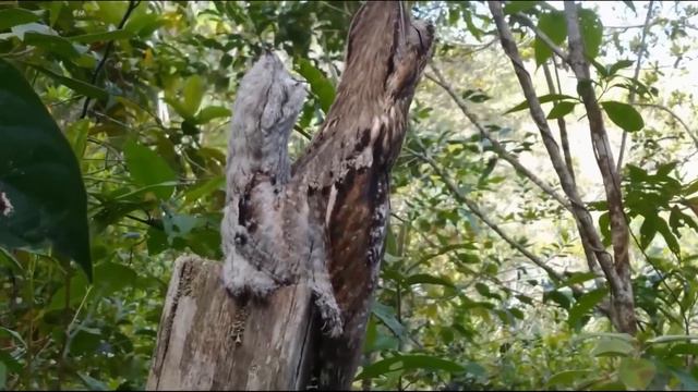 Он увидел странный ПЕНЬ и решил к нему подойти! То что случилось дальше заставило его ахнуть! смотреть онлайн