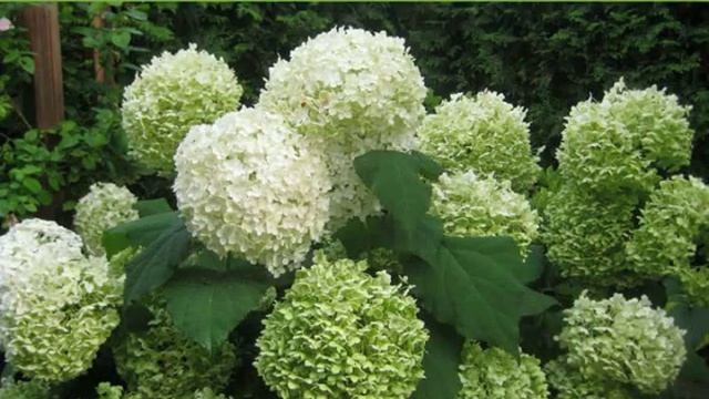 Гортензия от компании 