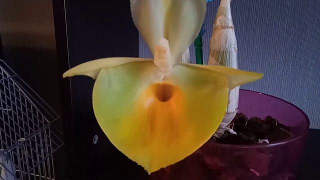 26.Орхидея Катасетум Catasetum Pileatum Sib цветение