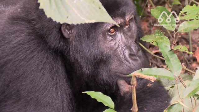 TIGRE vs GORILA - QUEM VENCE ESSA LUTA? Gorilla vs Tiger fight real смотреть онлайн