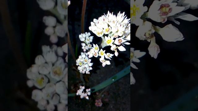 Расцвела мукдения смотреть онлайн