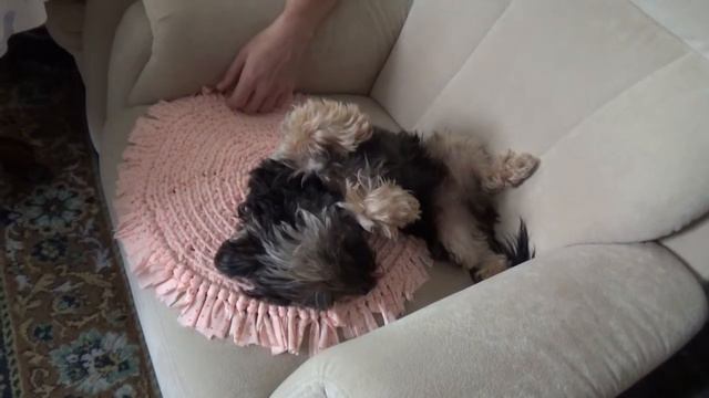 Лео охранник и защитник! 🏠 Leo is the guard and protector! смотреть онлайн
