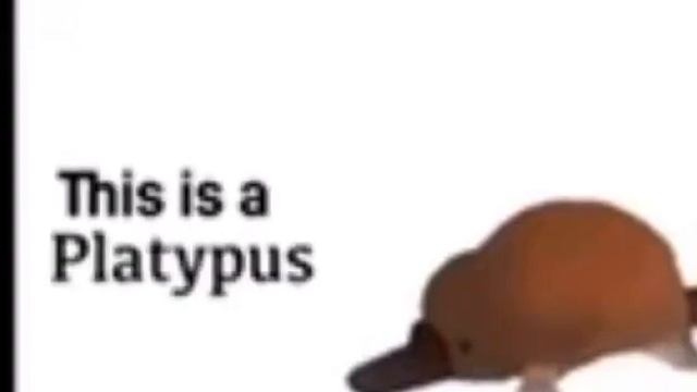 This Is A Platypus meme смотреть онлайн