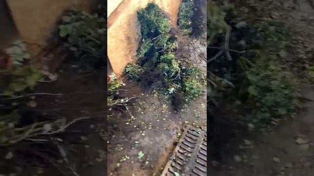 Прикоп роз..показала себя?, Кузю и наши рабочие будни.Питомник maryroses.ru смотреть онлайн