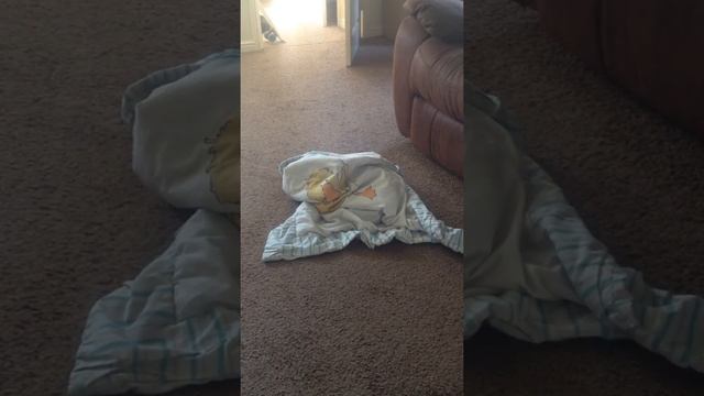 Whats under the blanket? смотреть онлайн