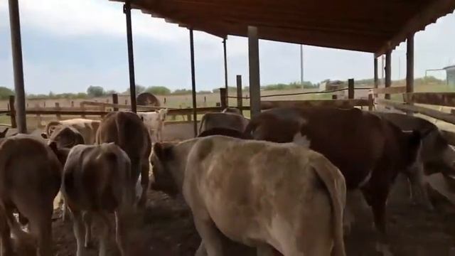 Симменталы бычки 140 голов, не кастраты. Экспорт из России смотреть онлайн