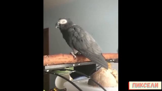 Смешные животные . Подборка приколов с животными . Приколы 2019 смотреть онлайн