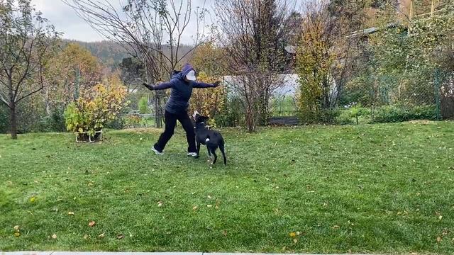 Как научить собаку командам Дрессировка собаки Танцы с собакой Брина. Часть 3. 07.10.2023 г смотреть онлайн