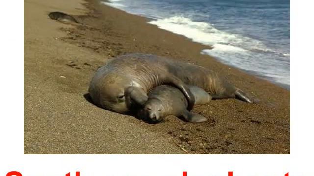 Animals sea mammals смотреть онлайн