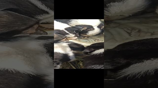 Накормила бездомных собак. смотреть онлайн