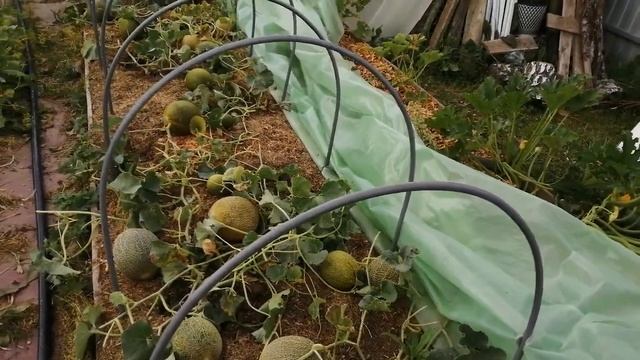 Дыни без хлопот. Начало августа, а дыни уже созревают.. смотреть онлайн