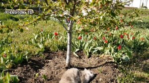 ПОДКОРМКА ДЛЯ ВИШНИ ПО ПОРЯДКУ - Как и Чем Подкармливать Вишню Для Шикарного Урожая