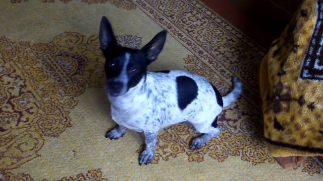Sonya смотреть онлайн