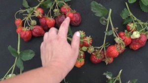 КЭБОТ позднеспелый сорт клубники