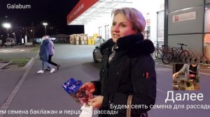 Как правильно сеять Перец и Баклажан на Рассаду видео. @galabum