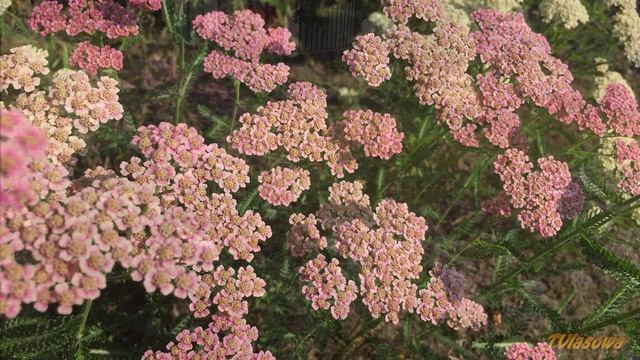 Тысячелистник будущего 2019! Загородная жизнь . смотреть онлайн