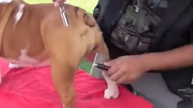 Pure Paws Grooming - груминг Английского Бульдога