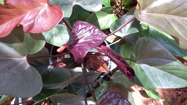 Black Cardinal Anthurium 🌷🌷 смотреть онлайн