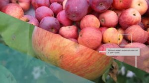 Яблоня Беркутовское - обзор сорта