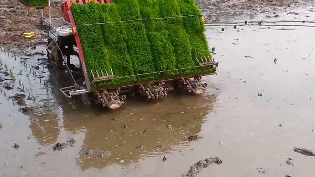 Как китайцы рис сажают смотреть онлайн