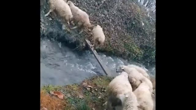 Бараны идут через ручей. смотреть онлайн