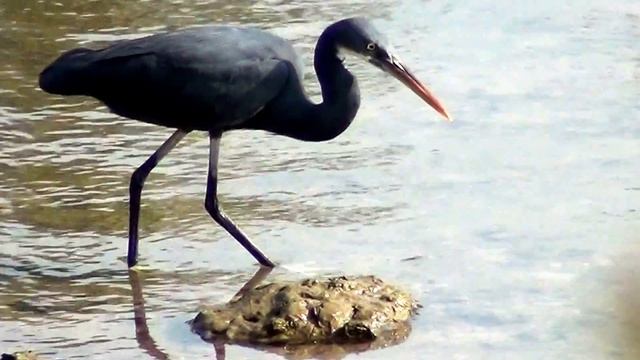 Индия.ФАУНА ЮЖНОго ГОА. Цапли ловят рыбу и синяя птица СЧАСТЬЯ смотреть онлайн