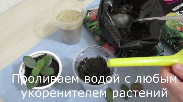 #толстянковые Толстянка размножение листом наглядно и легко #толстянка размножение смотреть онлайн