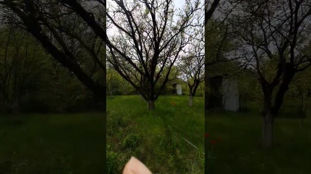 Благодать. И пусть весь мир подождёт ? #дача #природа #сад #блаженство смотреть онлайн