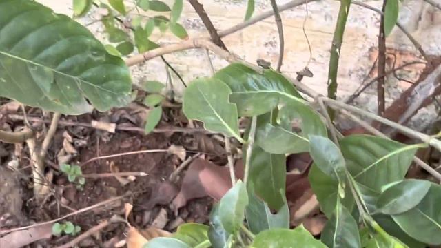 Golden Gardenia Plant Care/पिवळा अनंत/गोल्डन अनंताची देखभाल,पॅाटींग मिक्स ,काळजी कशी घ्याल!!!