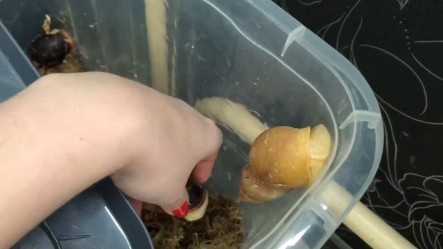 Оценили мои старания|Понравились пророщенные семена|Ахатины и Архахатины смотреть онлайн