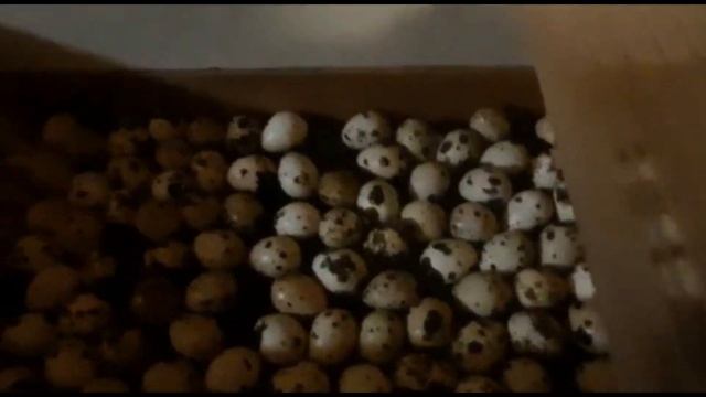 Инкубация перепелиных яиц Полный цикл смотреть онлайн