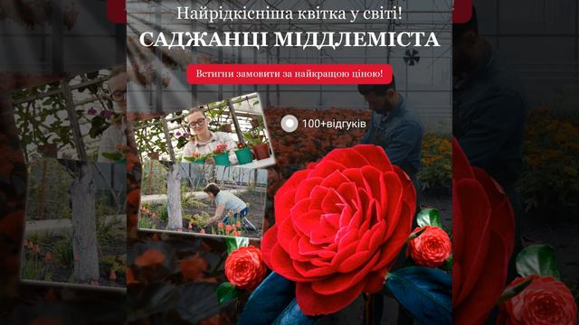 🔥 Саджанці 🌸МІДДЛЕМІСТА🌸 смотреть онлайн