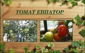 Томат Евпатор. Сорта и гибриды, которые понравились