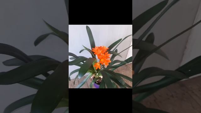 Clivia miniata shades of orange. Кливия киноварная оттенки оранжевого. смотреть онлайн