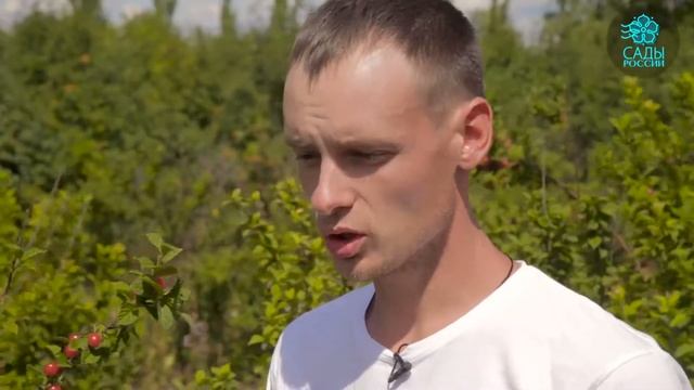 Вишня Войлочная - лучшие сорта и уникальные качества смотреть онлайн