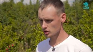 Вишня Войлочная - лучшие сорта и уникальные качества