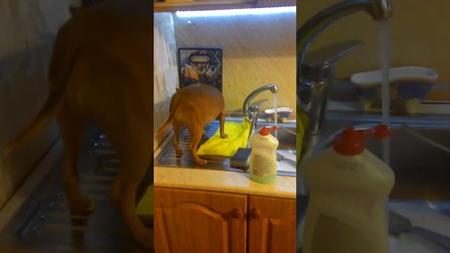 Поел помой посуду!!!