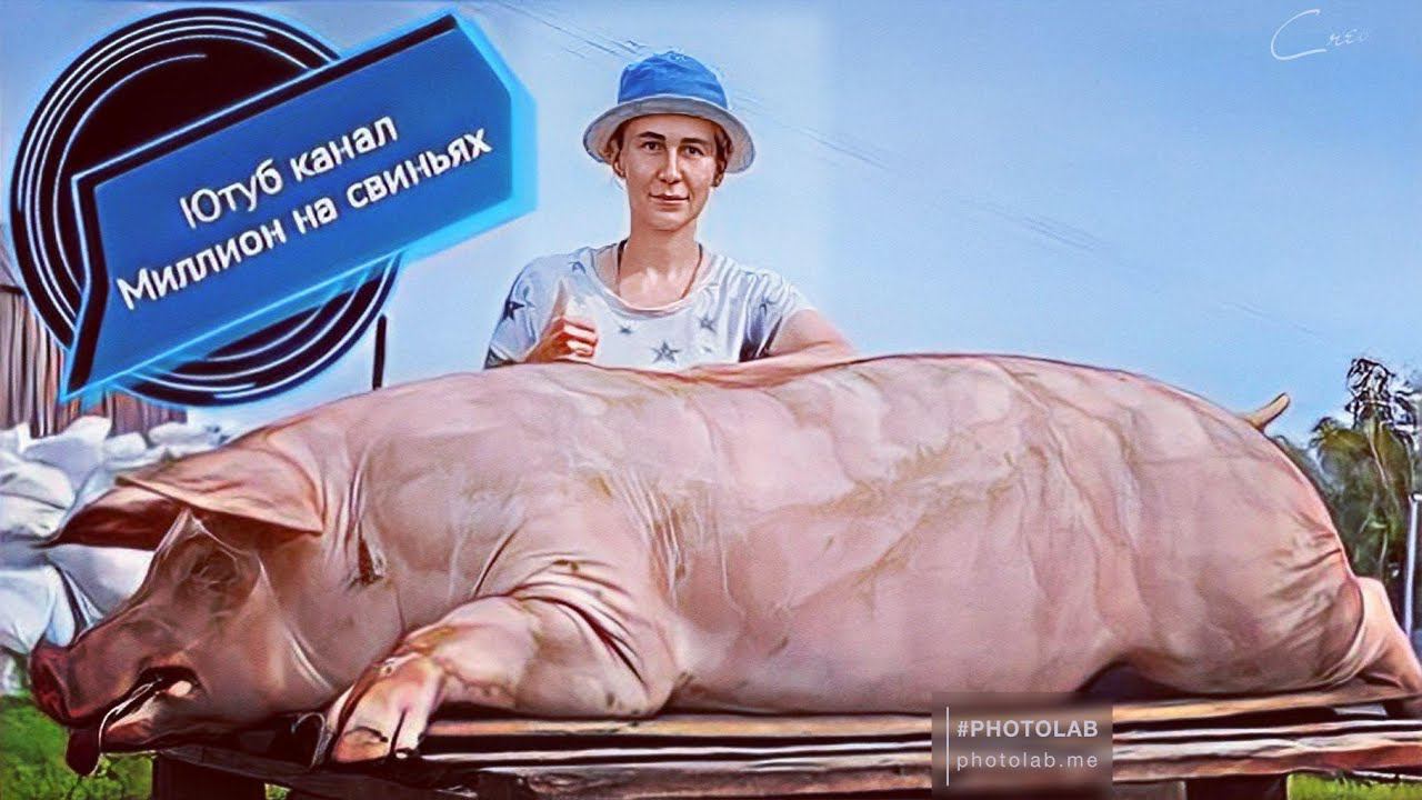 Забой борова породы пьетрен. Загон для телят почти готов. смотреть онлайн