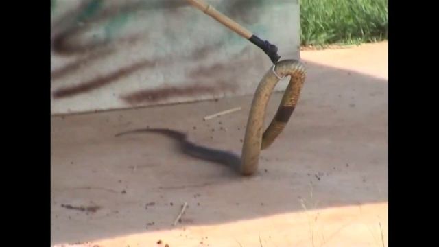 Snake Demonstration (Puff Adder/ Cobra/ Python) by Elvis in South Africa смотреть онлайн