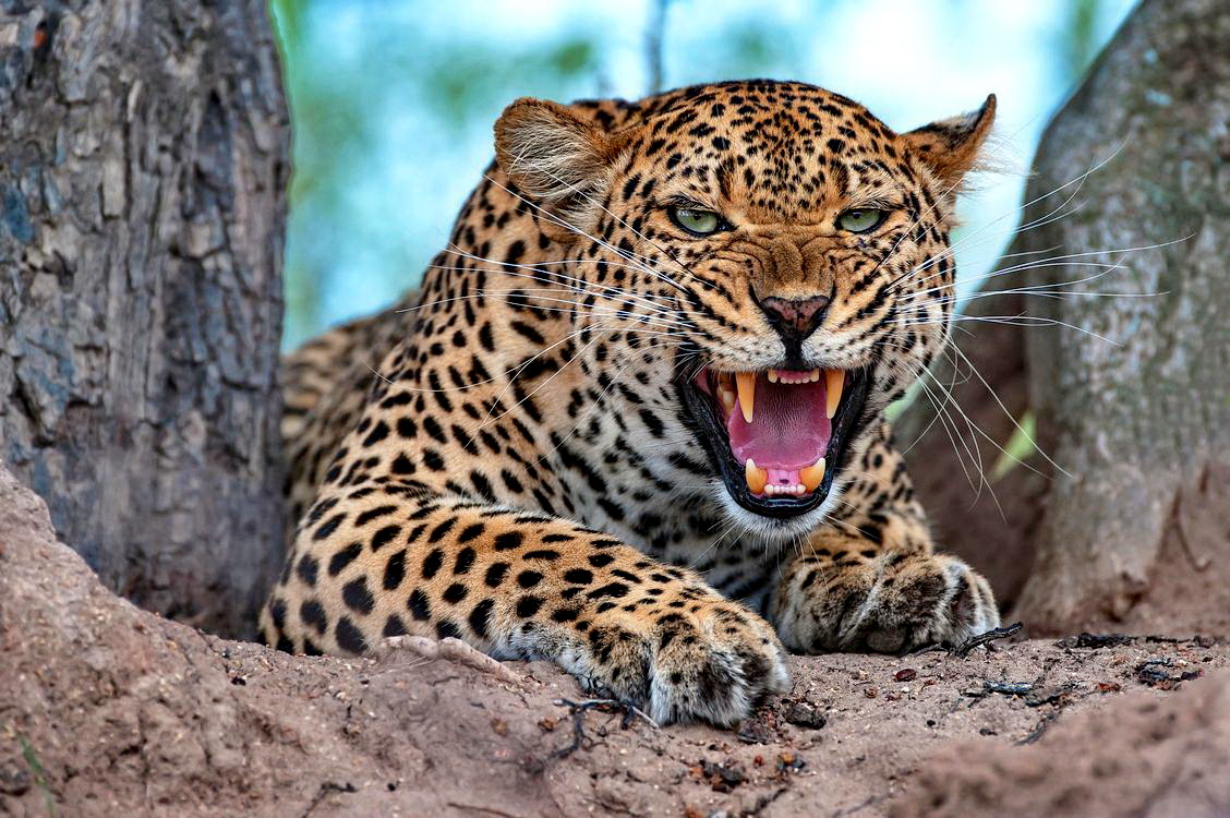 Заговор смыслов