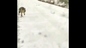 Волки в челябинской области вся правда !стая из 300 волков нападают на деревни