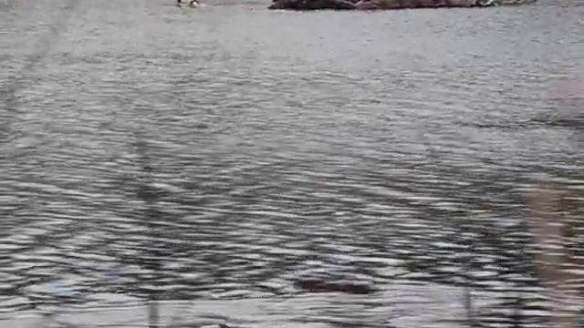 Пливе бобер смотреть онлайн