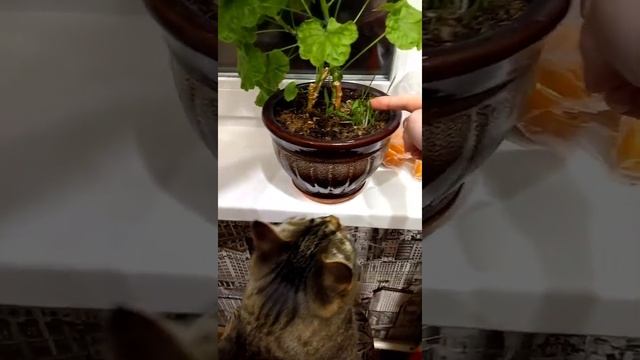 Забавные животные/травоядный кот/#shorts смотреть онлайн