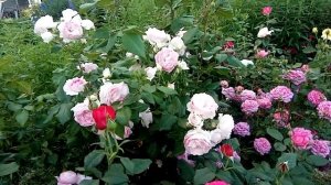 Цветение роз.Красавицы Marchenzauber,Saphir и соседи.Ярославская область